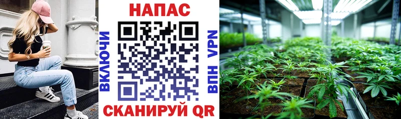 купить наркотик  Железногорск-Илимский  Конопля план 